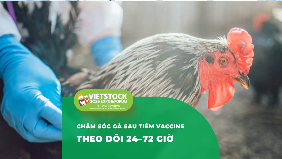 Chăm Sóc Gà Sau Khi Tiêm Vaccine: Phản Ứng Thường Gặp và Cách Theo Dõi An Toàn